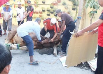 Peringatan Idul Adha MTsN 1 Surakarta
