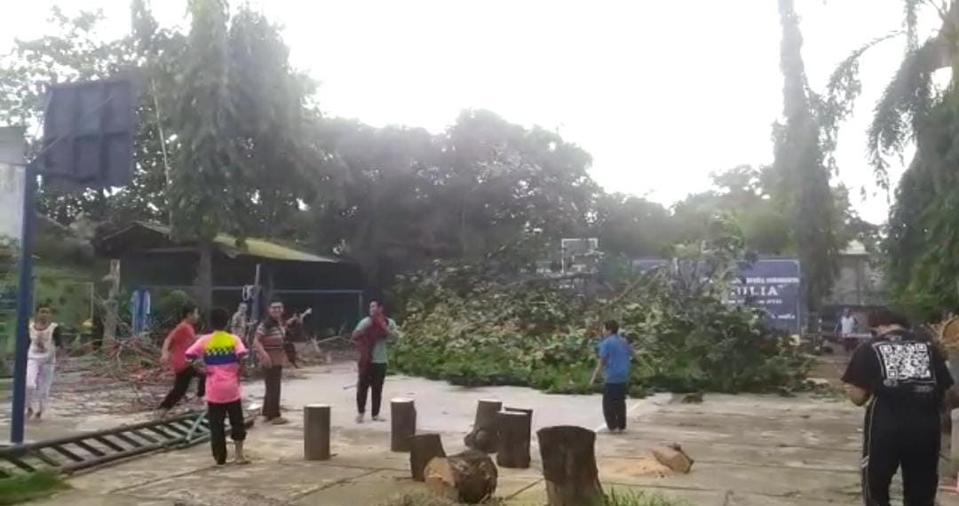 Penebangan Pohon Resiko Tumbang di Lingkungan MTs Muhammadiyah Surakarta