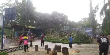 Penebangan Pohon Resiko Tumbang di Lingkungan MTs Muhammadiyah Surakarta